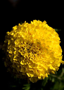 Calendula macro flower
