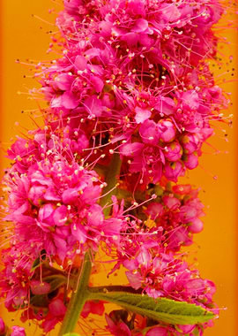 Amazing flower fine art