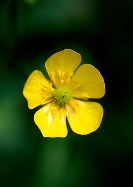 Ranunculu repens fine art