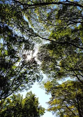 BLUE SKY TREE AND LEAVES