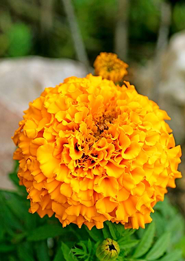 Calendula macro flower