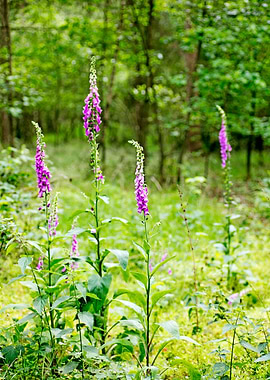 Purpurea digitalis flower