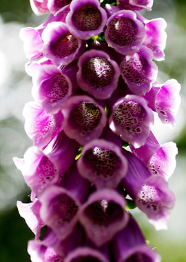 Purpurea digitalis flower
