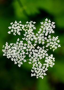 Aegopodium podagraria