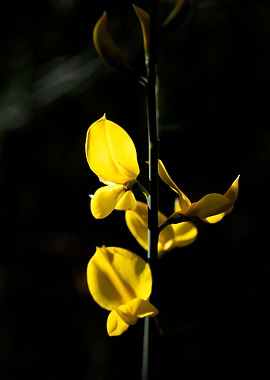 Cytisus flower Fabaceae