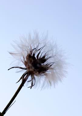 Taraxacum blow up flower
