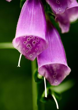 Purpurea digitalis flower