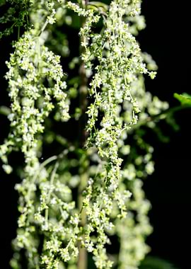 Urtica dioica Urticaceae