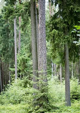 Wild Forest Background