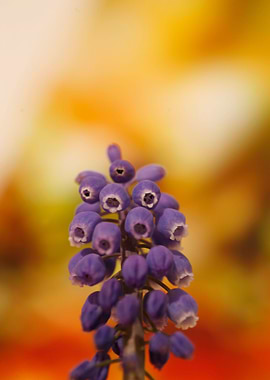 Muscari Neglectum Flower