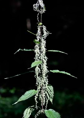 Urtica dioica Urticaceae