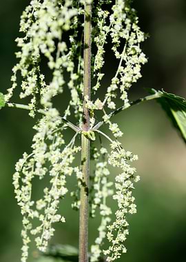 Urtica dioica Urticaceae