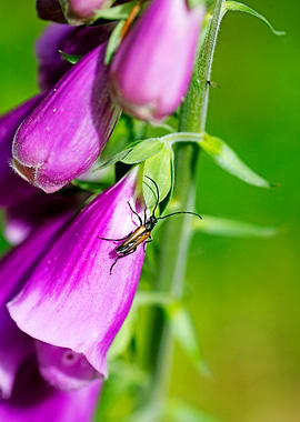 Purpurea digitalis flower