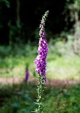 Purpurea digitalis flower