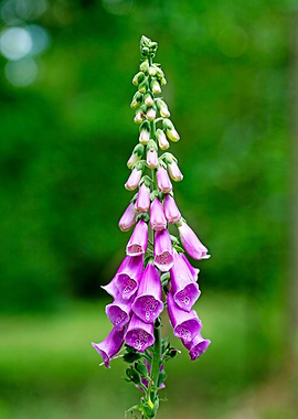 Purpurea digitalis flower
