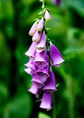 Purpurea digitalis flower