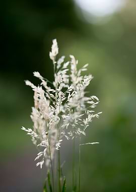 Holcus latanus wild flower