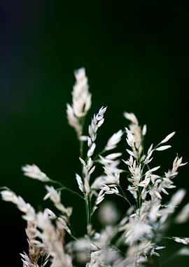 Holcus latanus wild flower