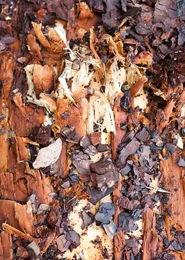 Wood macro trippy abstract