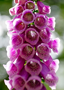Purpurea digitalis flower