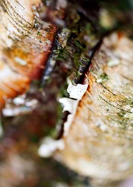Wood macro trippy abstract
