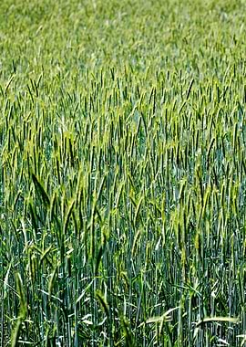 Green small leafs macro