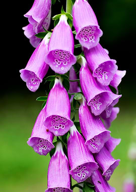 Purpurea digitalis flower