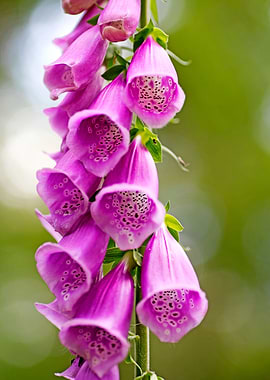 Purpurea digitalis flower