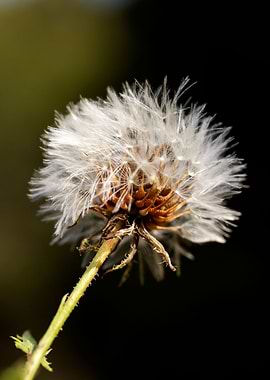 Taraxacum blow up flower
