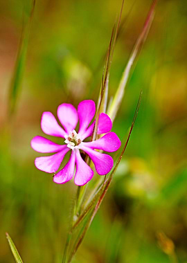 Purple wild flower