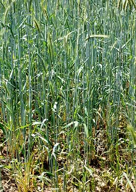 Green small leafs macro