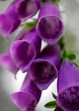 Purpurea digitalis flower
