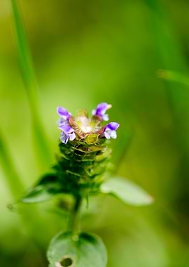 Prunella vulgaris flower
