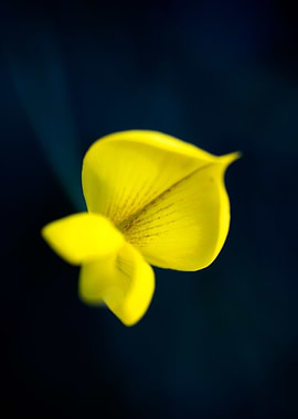 Cytisus flower Fabaceae