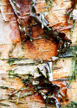 Wood macro trippy abstract