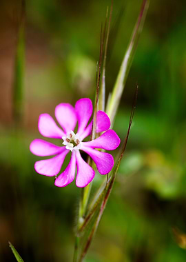 Purple wild flower
