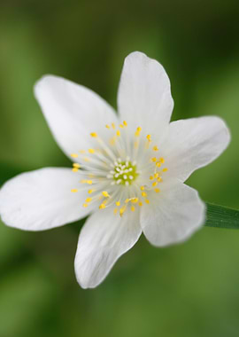 Anemone macro background