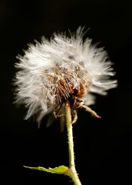 Taraxacum blow up flower