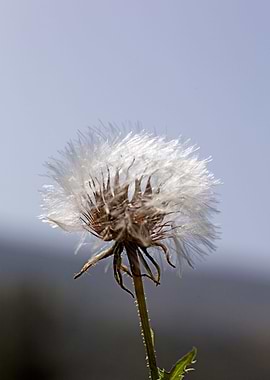 Taraxacum blow up flower