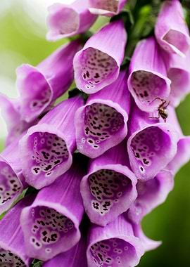 Purpurea digitalis flower