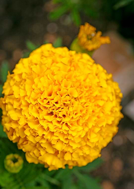 Calendula macro flower