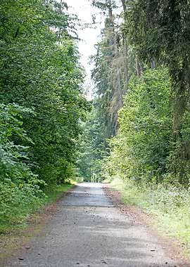 Wild Forest Background