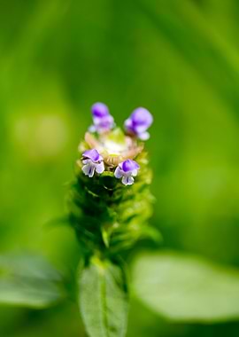 Prunella vulgaris flower