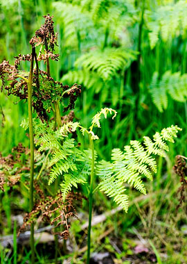 Green small leafs macro
