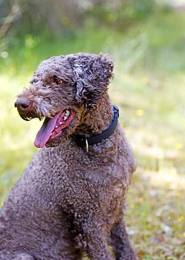 Lagotto Romagnolo Portrait