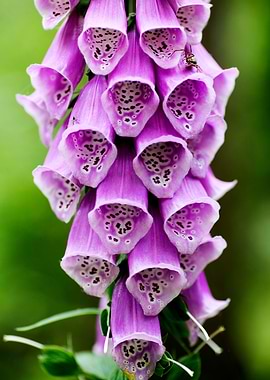Purpurea digitalis flower