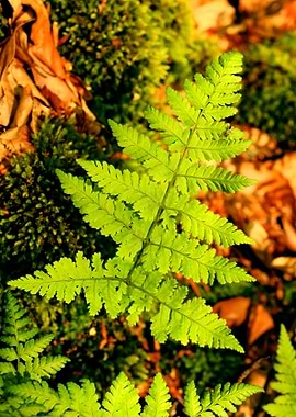 Amazing flower fine art