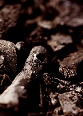 Burned Wood Abstract Print