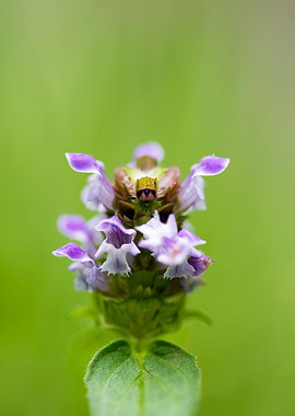 Prunella vulgaris flower
