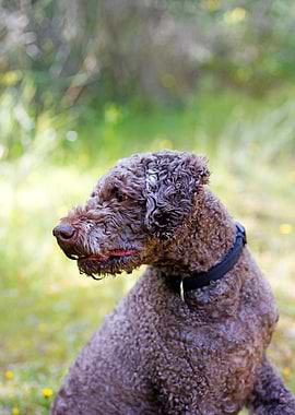 Lagotto Romagnolo Portrait